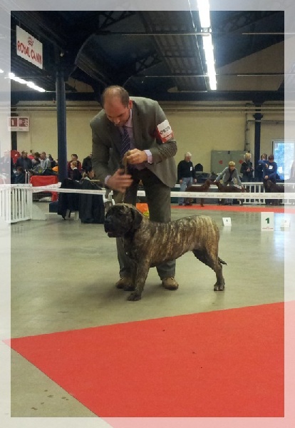 Hoana El Corazon Del Cazador - classe jeune: 1ere excellente & Meilleur de race jeune