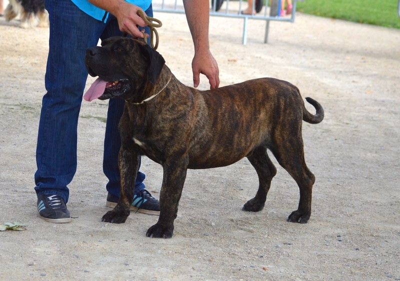 Eyghon El Corazon Del Cazador - classe ouverte:1er excellent cacs