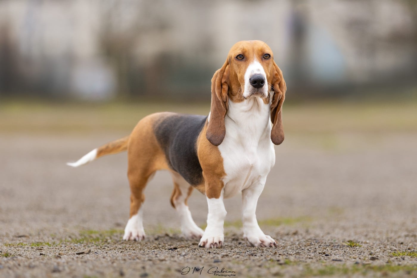 Vaillante Des terres du doux lieu