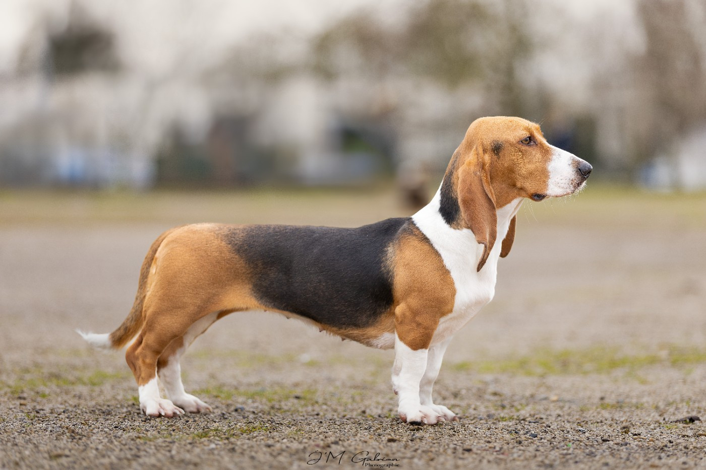 Vaillante Des terres du doux lieu