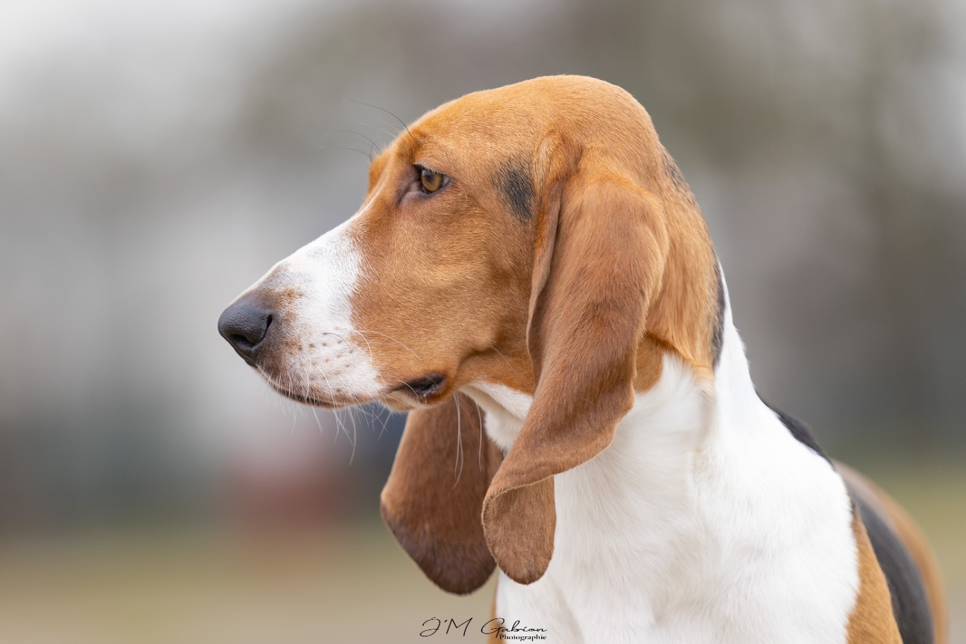 Vaillante Des terres du doux lieu