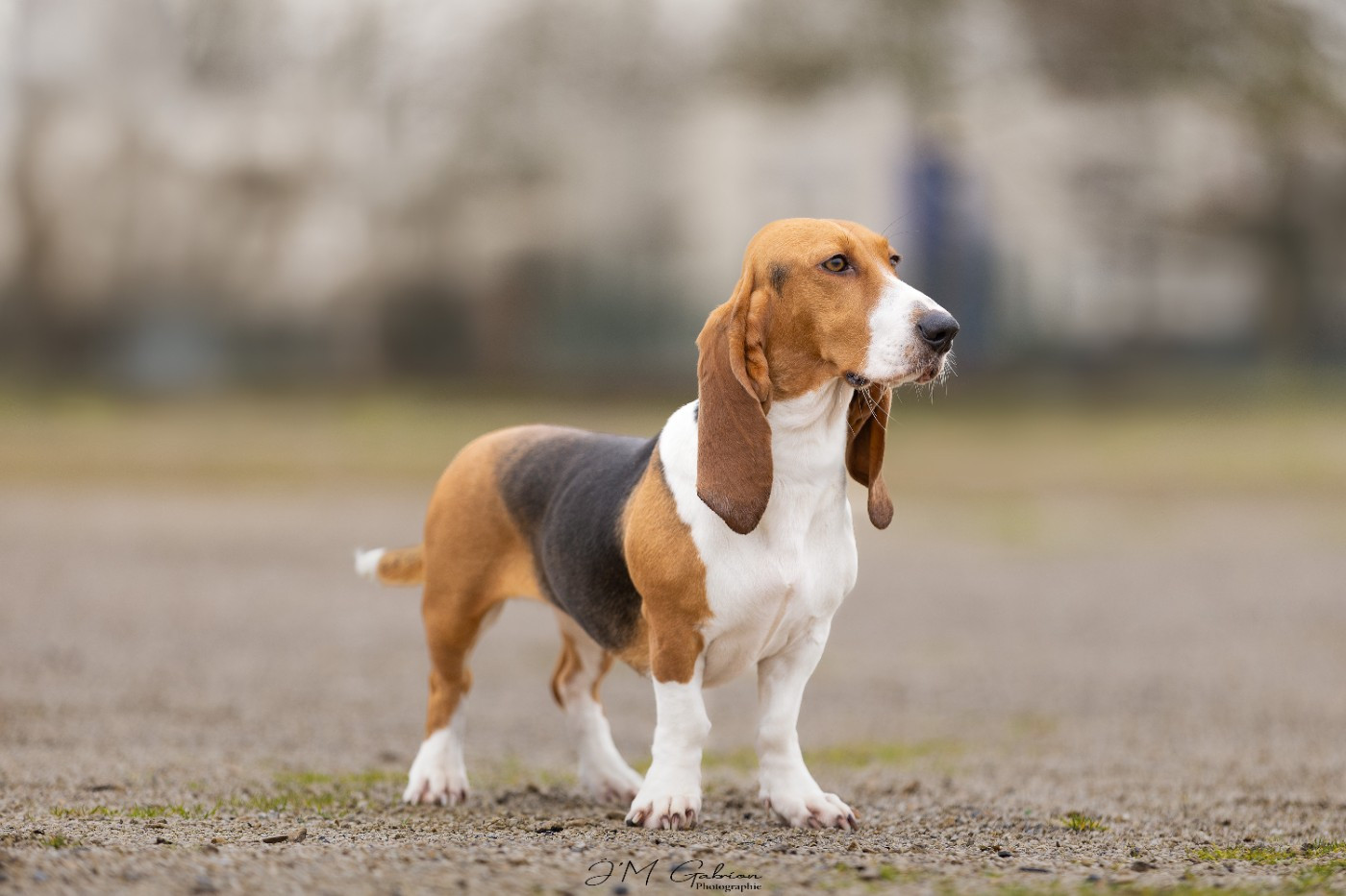 Vaillante Des terres du doux lieu