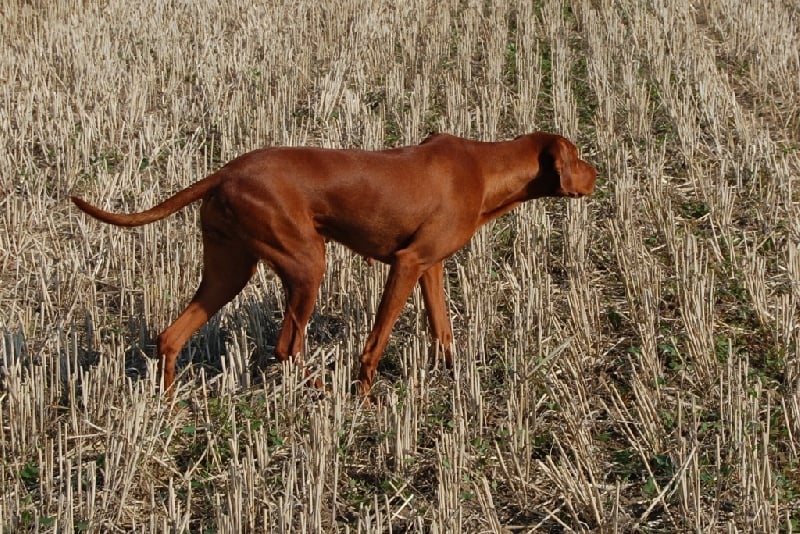 Vénus Du causse diege