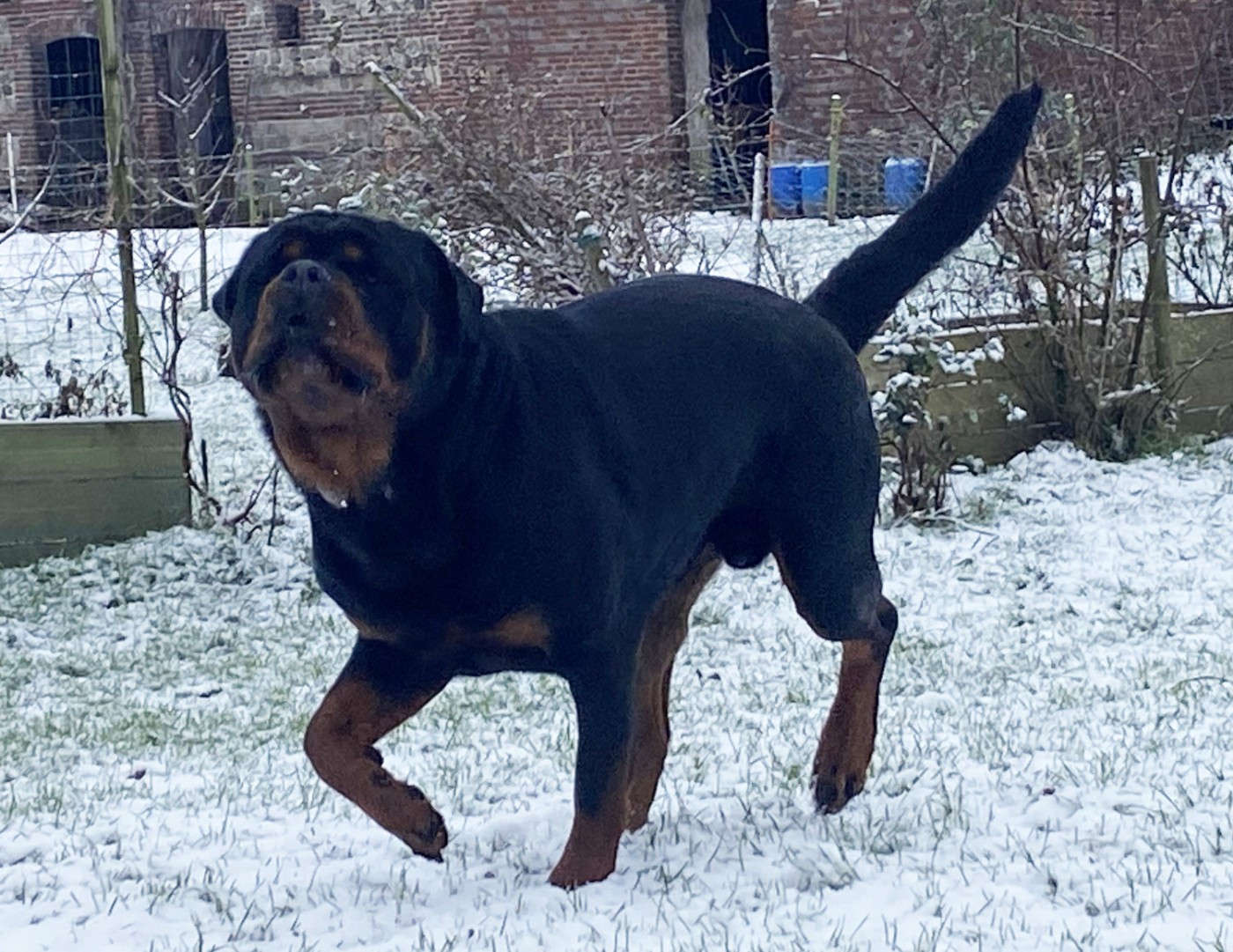 Vegeta Hirten Von Rottweil