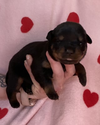 Les chiots de Rottweiler