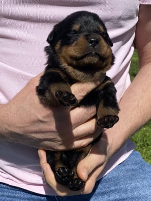 Les chiots de Rottweiler