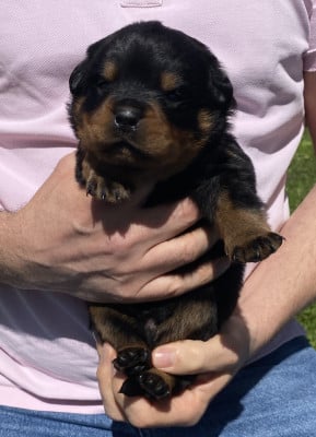 collier Bleu foncé - Rottweiler
