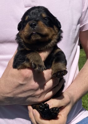 Collier Gris - Rottweiler