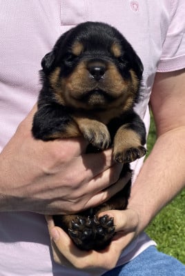 Collier Jaune - Rottweiler