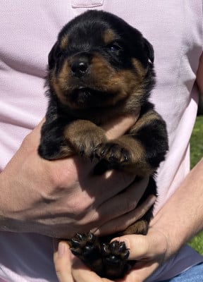 Collier Orange - Rottweiler