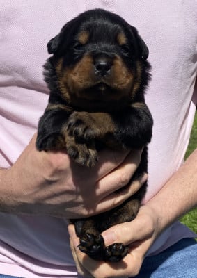 Collier Turquoise - Rottweiler