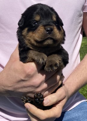 Collier Vert clair - Rottweiler