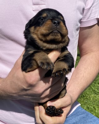 Collier Vert foncé - Rottweiler