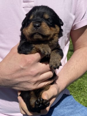 Collier Rose - Rottweiler
