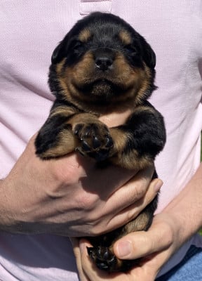 Collier Rouge - Rottweiler