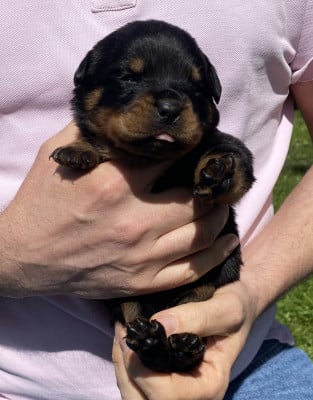 Collier Violet - Rottweiler