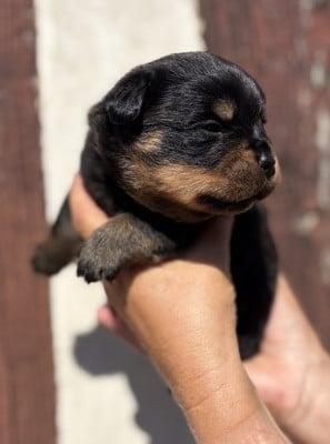 Les chiots de Rottweiler