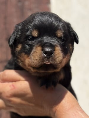 Les chiots de Rottweiler