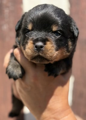 Les chiots de Rottweiler