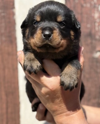 Les chiots de Rottweiler