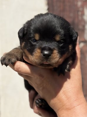 Les chiots de Rottweiler