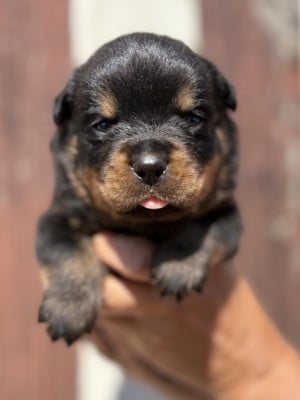 Les chiots de Rottweiler