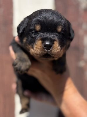 Les chiots de Rottweiler