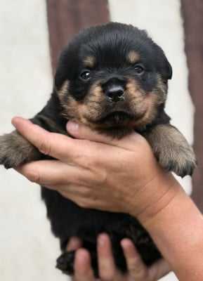 Les chiots de Rottweiler
