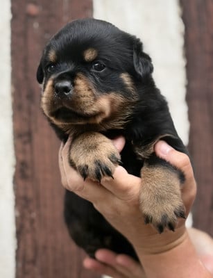 Les chiots de Rottweiler