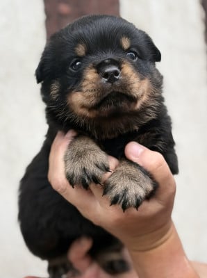 Les chiots de Rottweiler