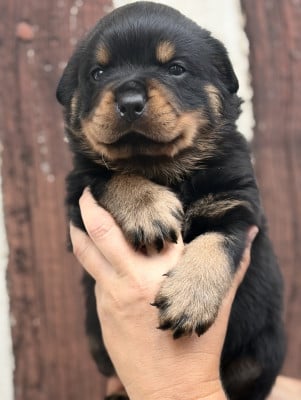 Les chiots de Rottweiler