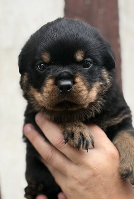 Les chiots de Rottweiler
