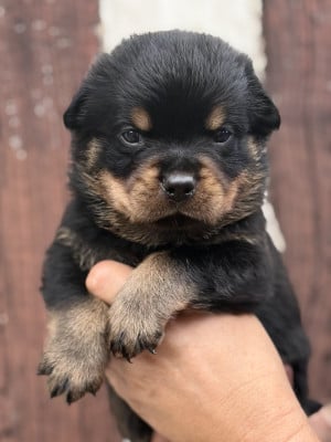Les chiots de Rottweiler