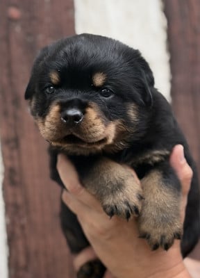 Les chiots de Rottweiler