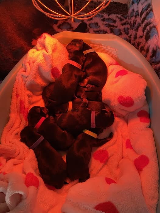 Rottweiler - De la tour gelee