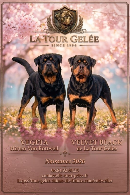 Rottweiler - De la tour gelee