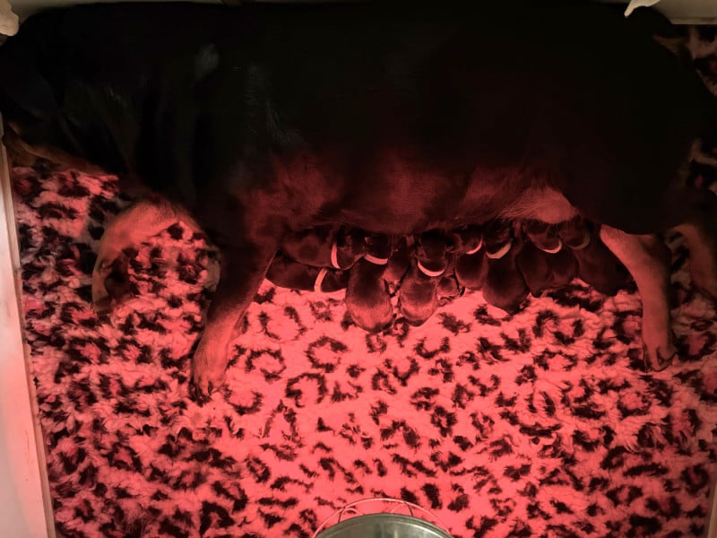 Rottweiler - De la tour gelee