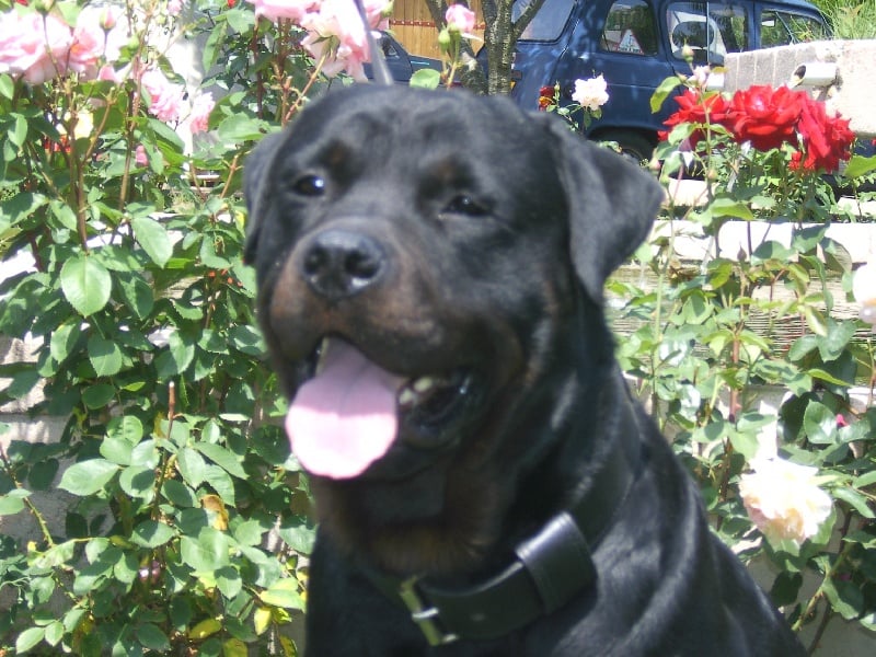 Ulf vom Kathrinenhof