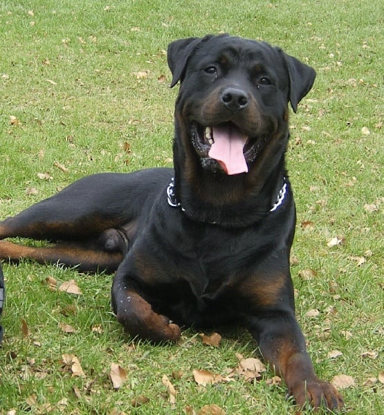 Ulf vom Kathrinenhof