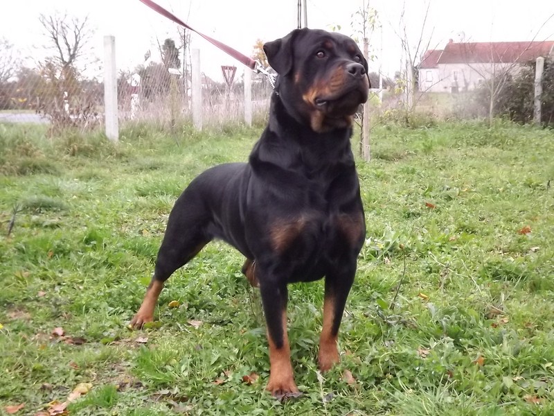 Publication : des gardiens de feu Auteur : gardiensdefeu