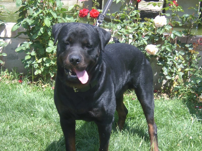 Ulf vom Kathrinenhof