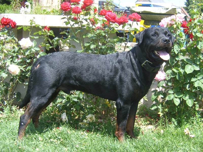 Ulf vom Kathrinenhof