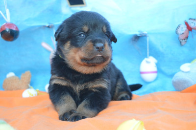 Les chiots de Rottweiler