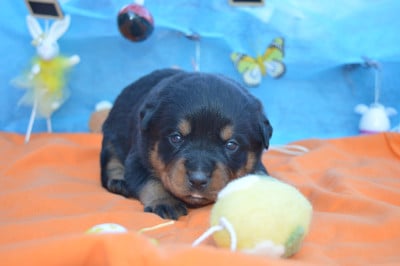 Les chiots de Rottweiler