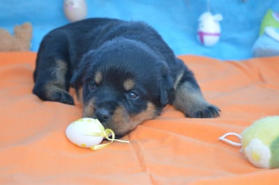 Les chiots de Rottweiler