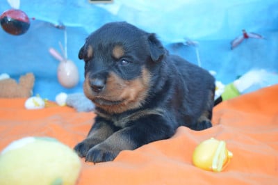 Les chiots de Rottweiler