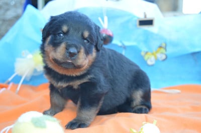 Les chiots de Rottweiler