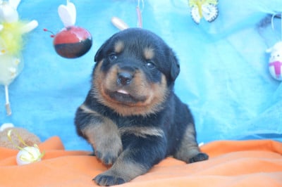 Les chiots de Rottweiler