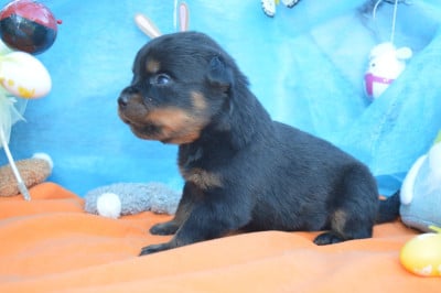 Les chiots de Rottweiler