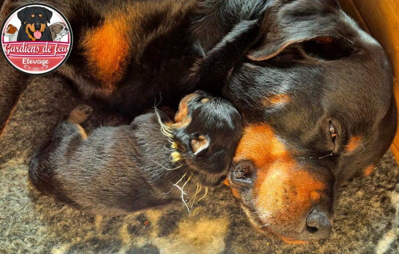 Rottweiler - des gardiens de feu